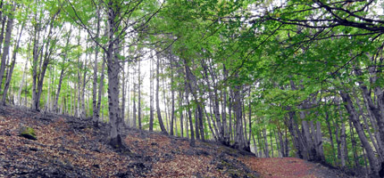 Hayedo de Tejera Negra. (Foto: Gobierno regional)