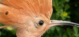 Fin de semana de aves en Brihuega y Villaviciosa