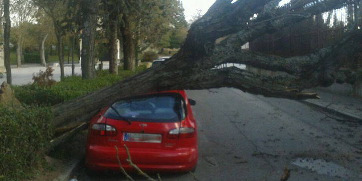 Un coche, aplastado por un árbol en el Paseo de San Roque de Guadalajara