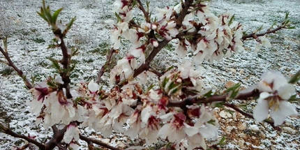 La lluvia de Guadalajara se convierte en nieve en Horche