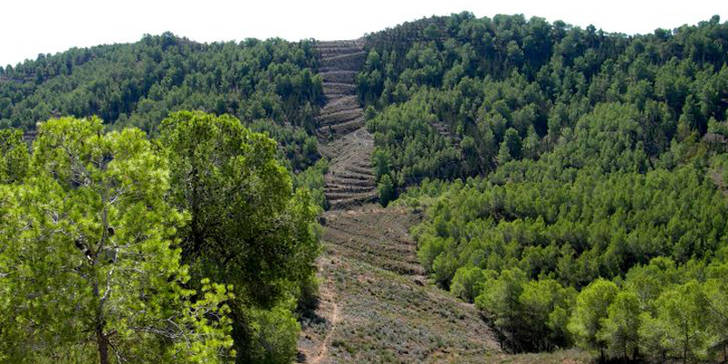 El Gobierno regional invierte 1,4 millones de euros para la mejora de pistas forestales y el mantenimiento de áreas cortafuegos