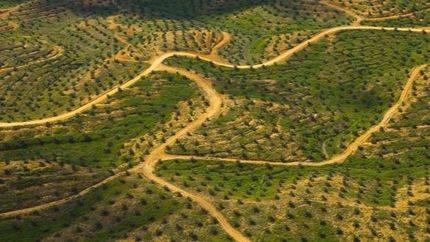 La mitad del Patrimonio Natural protegido por la UNESCO está en peligro