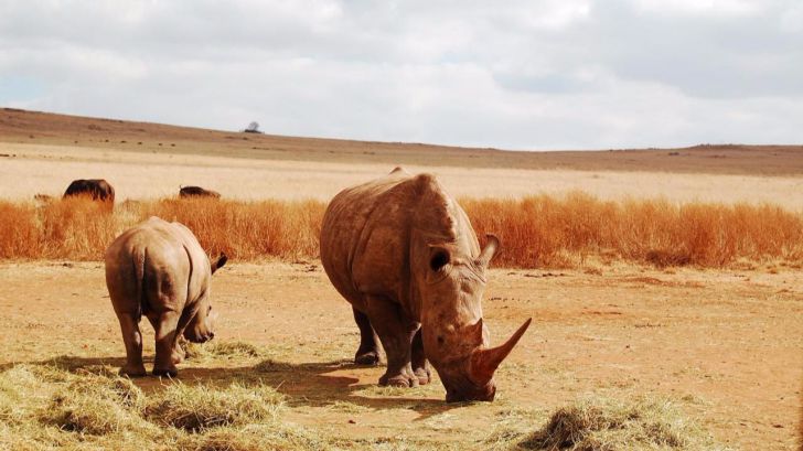 La ONU advierte de los "graves motivos de alarma" en el comercio ilicito de fauna y flora