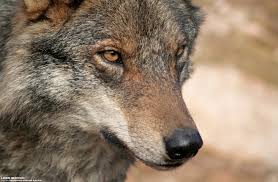 El campus de Guadalajara acogerá una jornada sobre Conservación del Lobo Ibérico