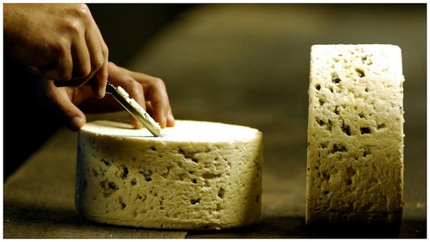 Leche de burra para el queso más caro del mundo: 1.000 euros por kilo