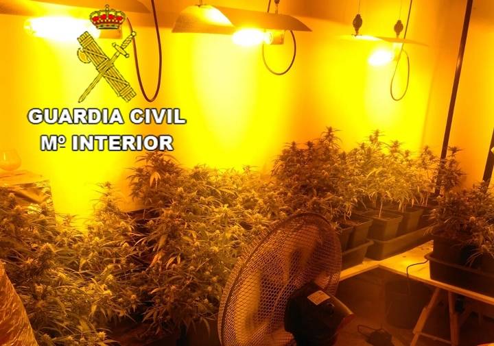 La Guardia Civil ‘pilla’ en una casa de Pioz 1.318 plantas de marihuana