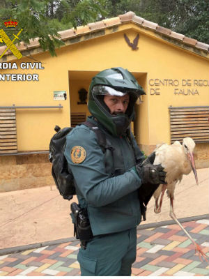 La Guardia Civil de Guadalajara recupera en Cabanillas una Cigüeña Blanca (Ciconia ciconia)