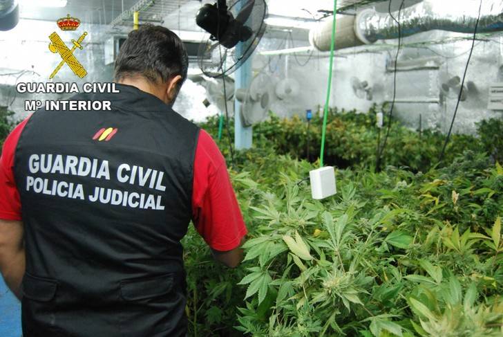 Un detenido en El Casar por cultivar en su casa... ¡3.410 plantas de marihuana!