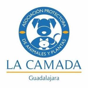 La Camada está desbordada porque al albergue “llegan perros y gatos que no son de Guadalajara”