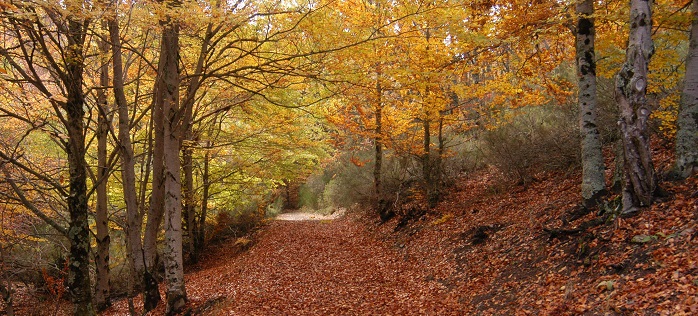 Una escapada por los preciados tesoros que esconde la Sierra Norte