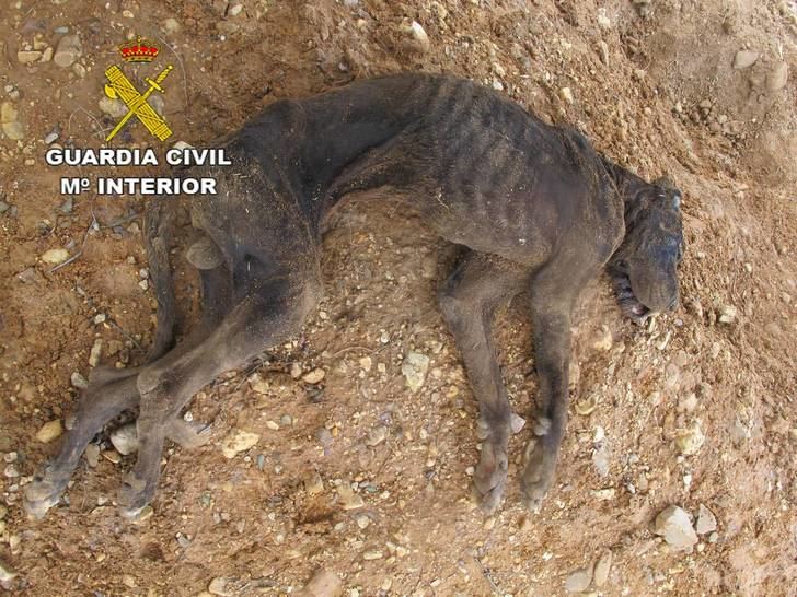 La Guardia Civil investiga la muerte de un perro en El Casar