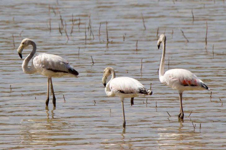 Flamencos en Alcocer