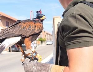 Alovera repite el uso de halcones este verano para hacer frente a la concentración de palomas en tejados y zonas verdes