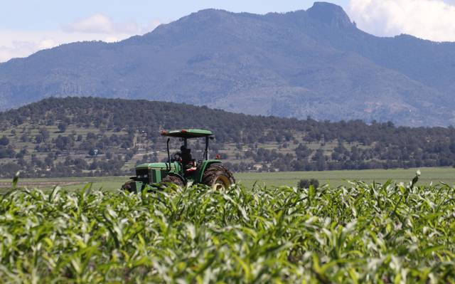 APAG denuncia robos de maíz a agricultores en varias zonas de Guadalajara