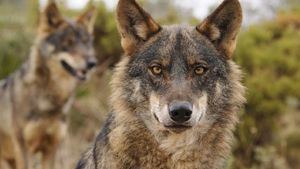 Ganaderos, agricultores y cazadores tachan de “provocación y burla” el festival del lobo este sábado en Cantalojas