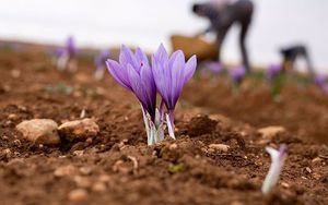 El mejor clima eleva el optimismo de productores de azafr&#225;n de CLM, que esperan superar el mal dato de 280 kilos de 2023