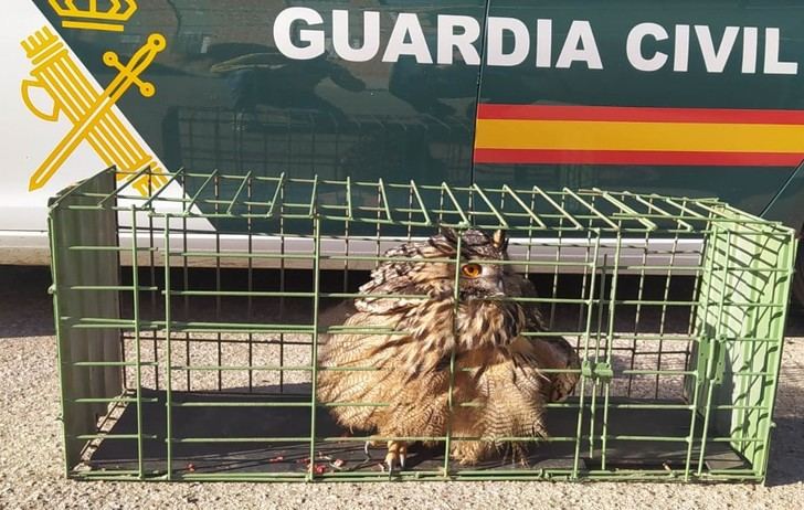 La Guardia Civil recupera un búho real en La Pueblanueva