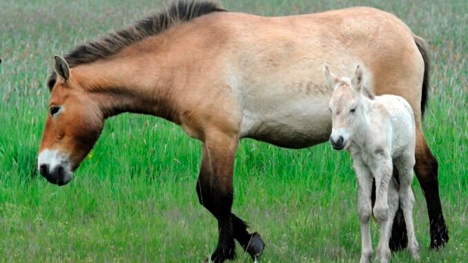 Introducen en el Alto Tajo caballos Przewalski, los últimos caballos salvajes del mundo