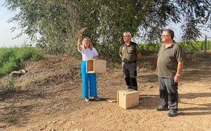 Sueltan 10 ejemplares de cernícalo primilla en Albacete, una especie de rapaz en peligro de extinción