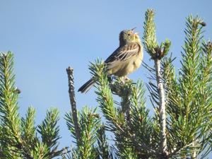 El canto de las aves de la Sierra Norte: terapia natural