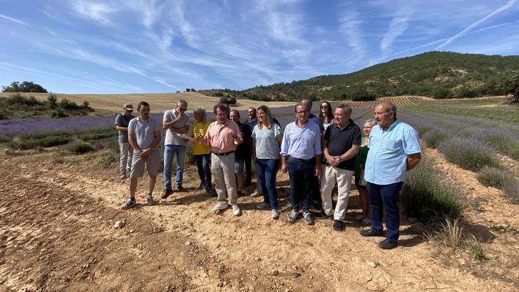 Una plaga de gusanos pone en peligro la cosecha de lavanda en toda España