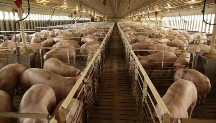 Una nueva macrogranja de cerdos amenaza con instalarse en Mazuecos