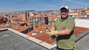 Dos pollos hembra de halc&#243;n peregrino han sido devueltos a su medio natural tras haber ca&#237;do desde su nido de un d&#233;cimo piso de la ciudad de Guadalajara