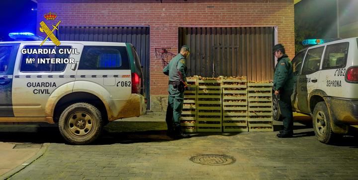 La Guardia Civil incauta más de una tonelada de níscalos en el final de la campaña micológica en Guadalajara