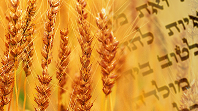 Los judíos celebran desde este jueves la fiesta de Shavuot que recuerda la entrega de las Tablas de la Ley a Moisés