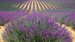 La Diputaci&#243;n aprueba el proyecto para crear el Museo de la Lavanda y el Perfume en Brihuega