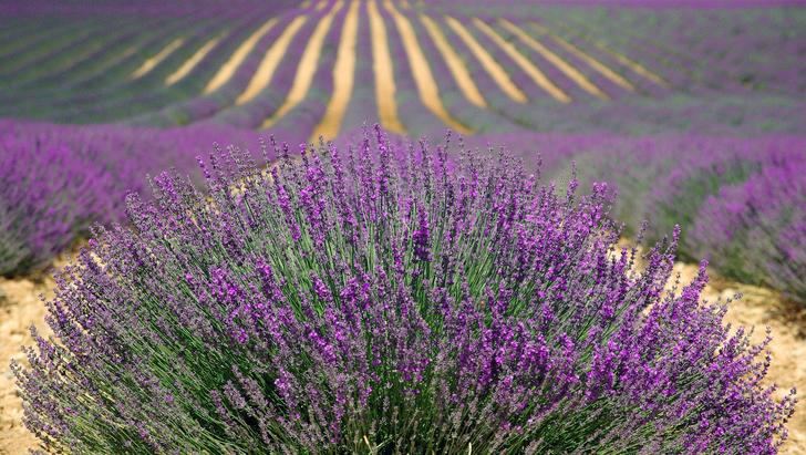 El estudio sobre la lavanda en la comarca de FADETA pone en valor el impacto socioeconómico de un cultivo que representa el 20% de la producción en toda España