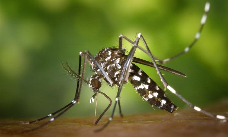 Verano y picaduras: cómo evitar los insectos durante la época de calor