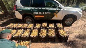 La Guardia Civil incauta hasta 250 kilos de níscalos recogidos de forma ilegal