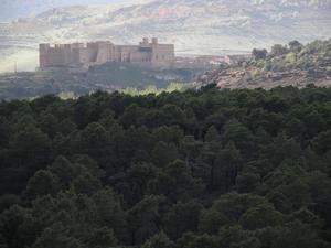 El Histórico Pinar de Sigüenza