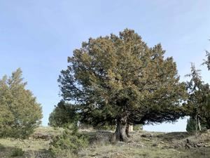 El sabinar de Tamaj&#243;n: Ecosistema invernal de oportunidades