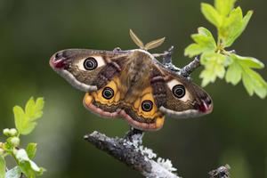 Los amantes del mundo de la entomología tienen una cita en Cogolludo de la mano de SEACAM 