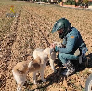 El Seprona detiene a una persona en Romancos por un supuesto delito de maltrato animal