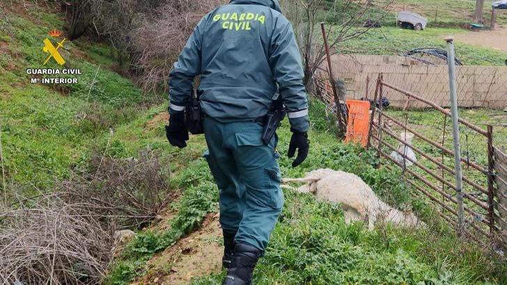 Investigado en Guadalajara el propietario de una explotación ganadera con multitud de animales muertos por falta de cuidado