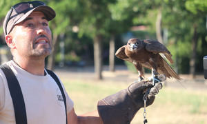 El Ayuntamiento de Cabanillas amplía el servicio de control de la población de palomas, contratando nuevos vuelos de rapaces