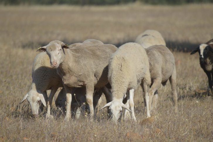 Asaja C-LM pide la puesta en marcha de medidas de apoyo “urgentes” ante el “problema” de la leche de ovino y caprino