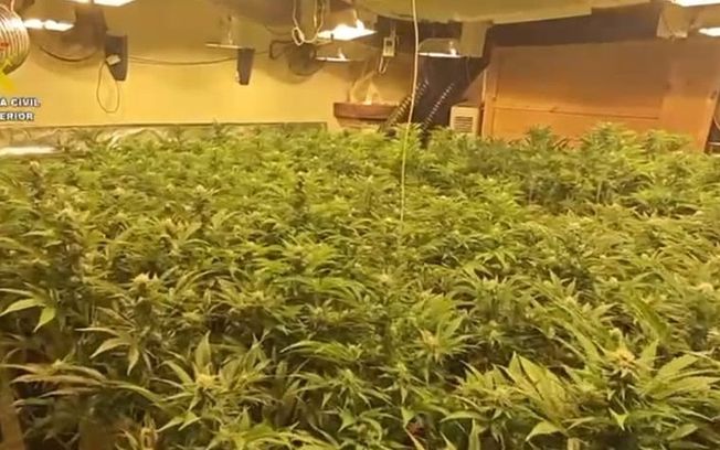 Desmantelan una plantación de marihuana de alto rendimiento en Burguillos de Toledo con dos personas detenidas