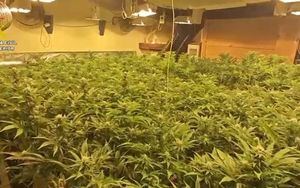 Desmantelan una plantaci&#243;n de marihuana de alto rendimiento en Burguillos de Toledo con dos personas detenidas