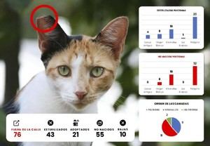 Quer logra avances significativos en el control de gatos callejeros