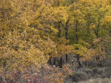 El otoño: colores y setas en la Sierra Norte de Guadalajara