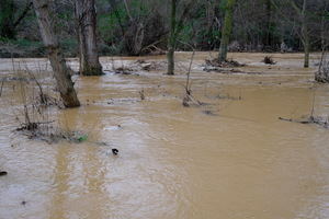 El Ayuntamiento de Guadalajara incrementa la vigilancia sobre el río Henares ante la crecida del caudal que se encuentra en nivel rojo 