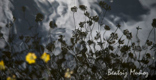 Se inaugura la exposición fotográfica Aqua Omnia Nutrit en Trillo