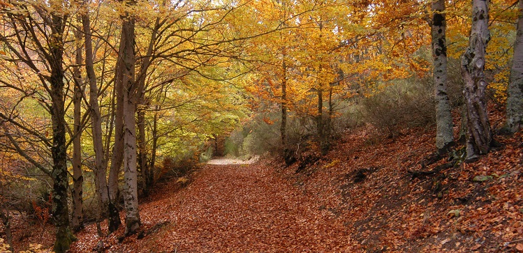 Parque Natural Hayedo de Tejera Negra